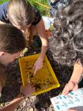 QMC science students doing fieldwork