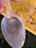 Environmental Science fieldwork
