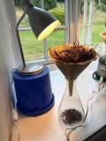 QMC Environmental Science Experiment